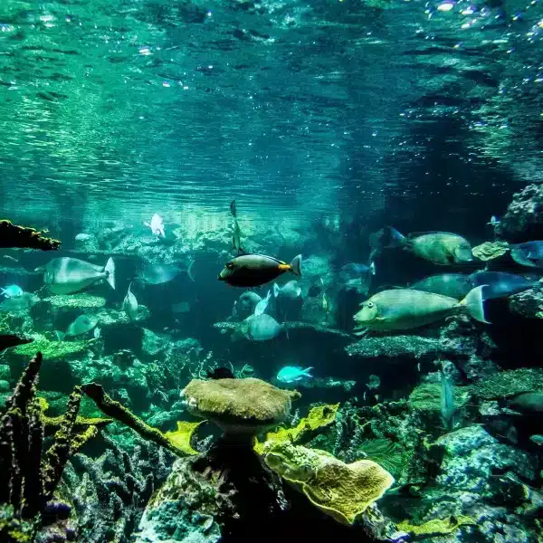 La Cité de la Mer, aquarium et Musée Maritime